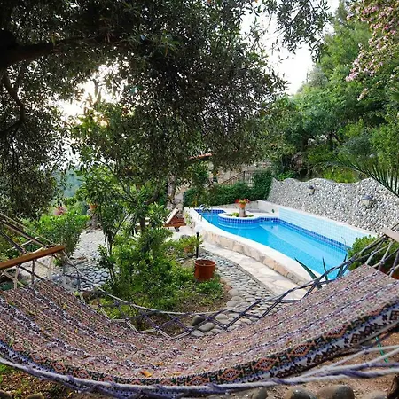 Terra Villalari فيلة